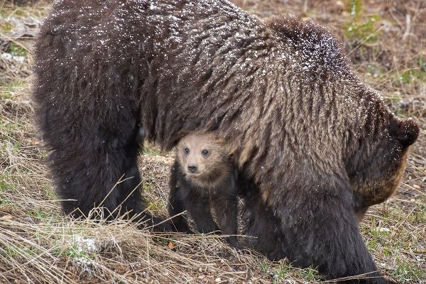Wyoming-Yellowstone National Park Grizzly bear cub sheltering under mother